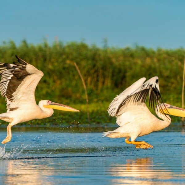 Pelicans flying over water at sunrise in the Danube Delta in Romania, Eastern Europe.