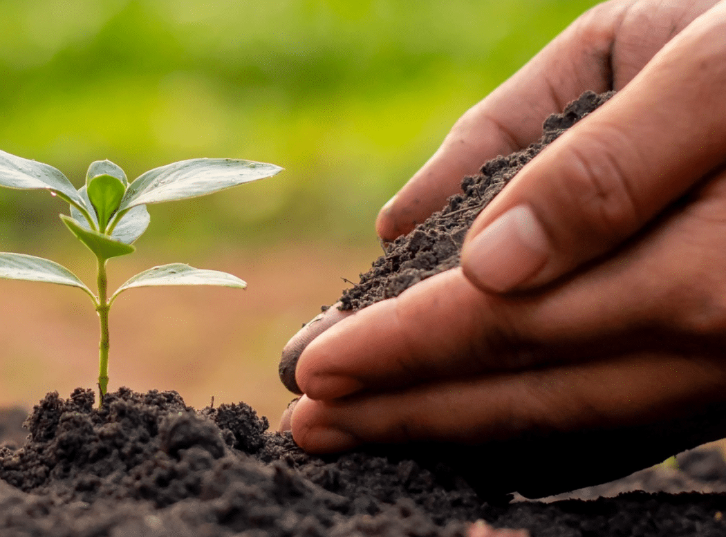 Hands planting c.Pixabay