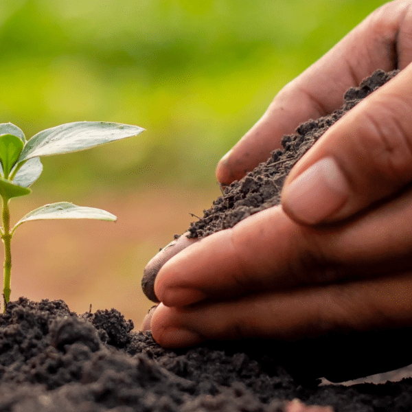 Hands planting c.Pixabay