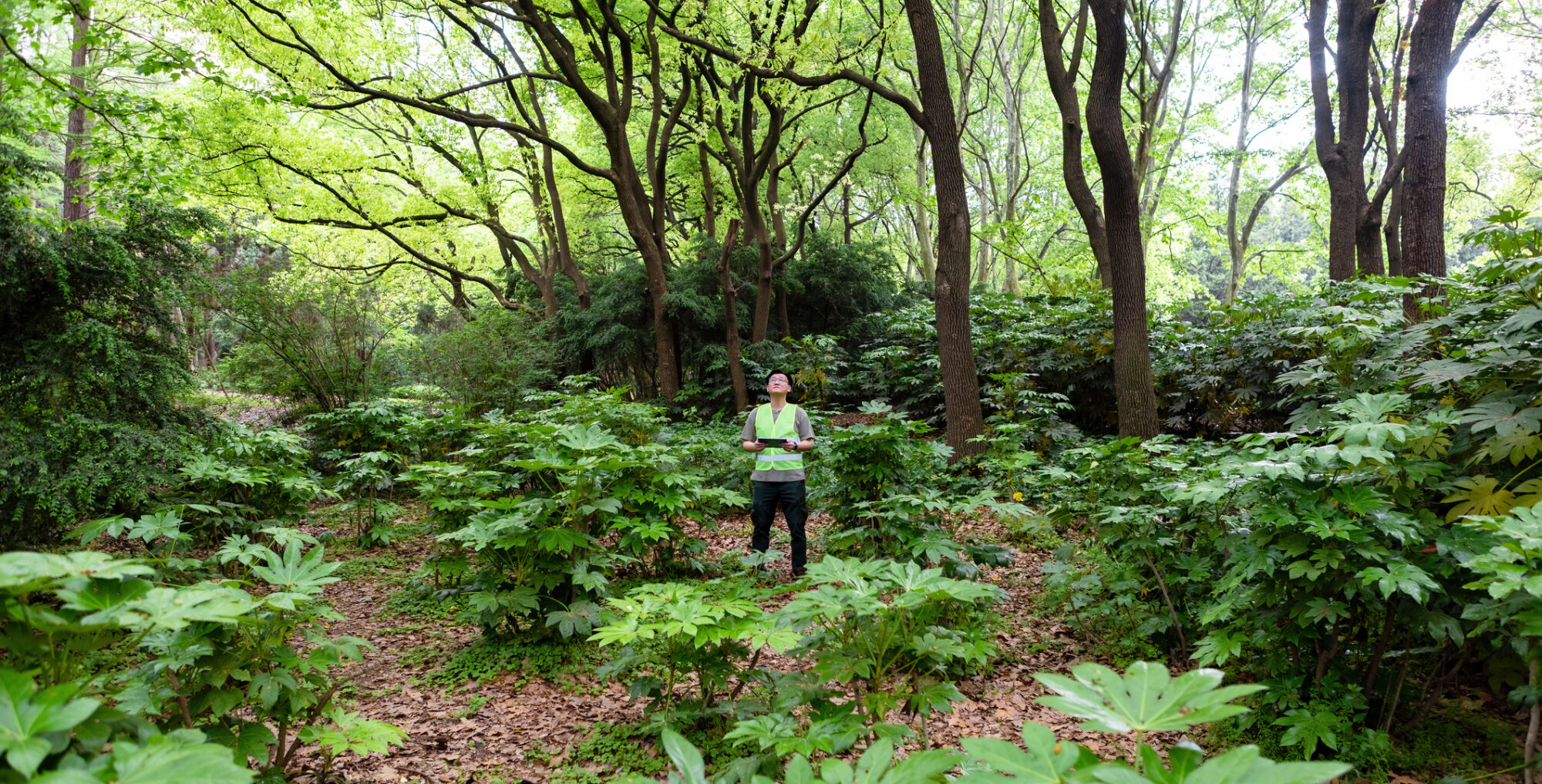 Researchers with data gathering equipment in the forest