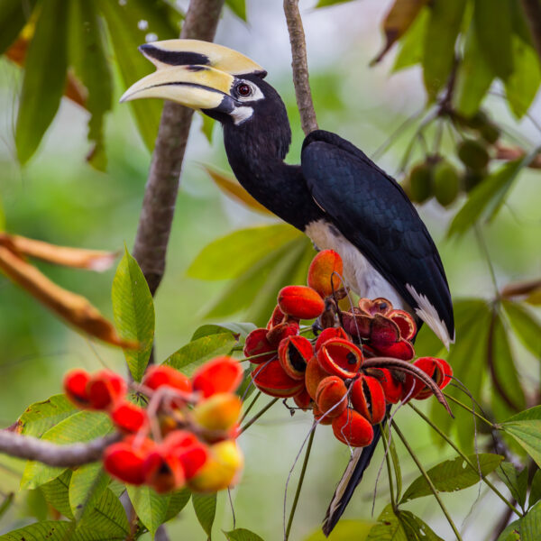Hornbill