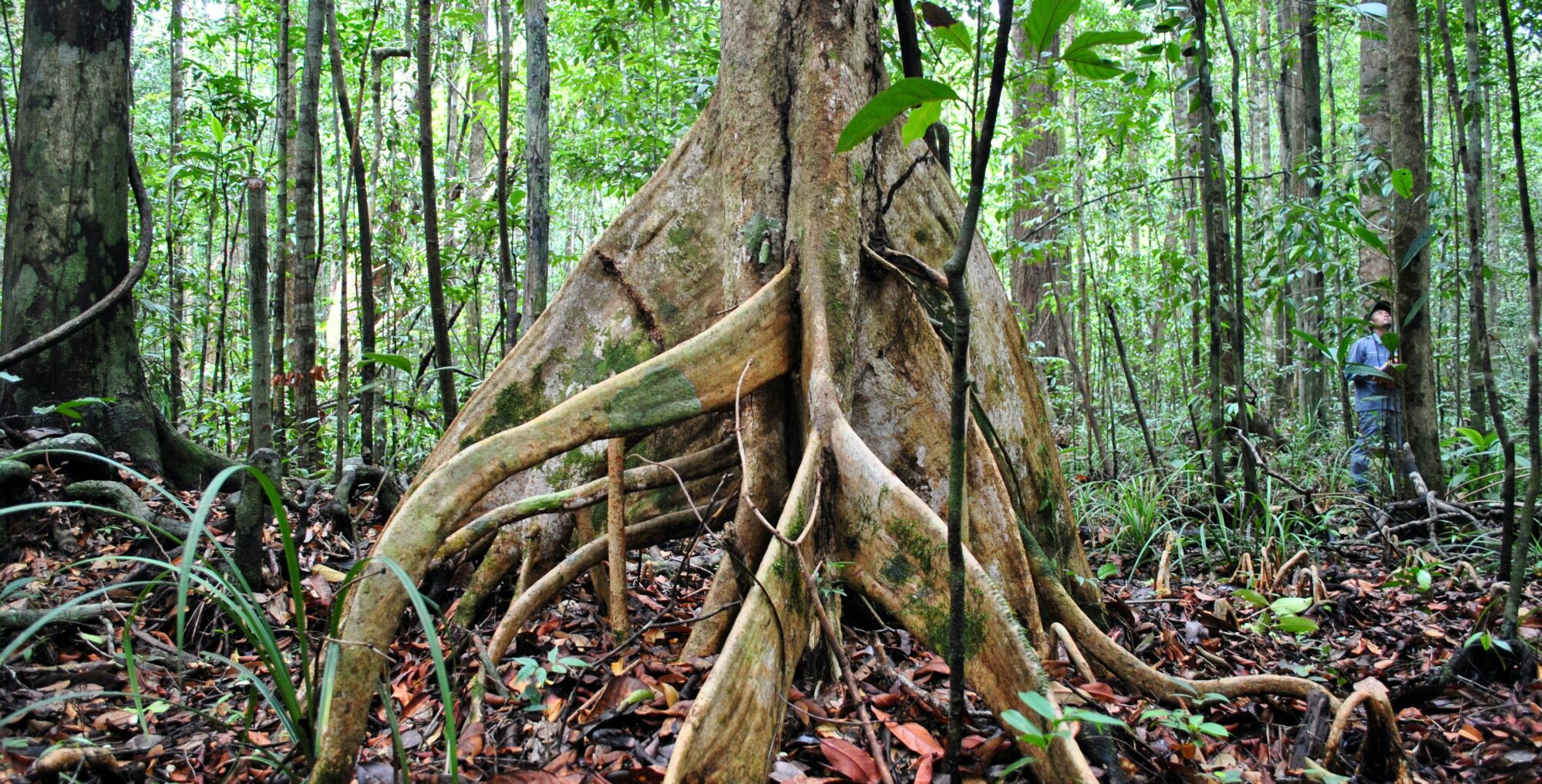 Peat swamp forest in Brunei Darussalam - Ken Shono - unsplash