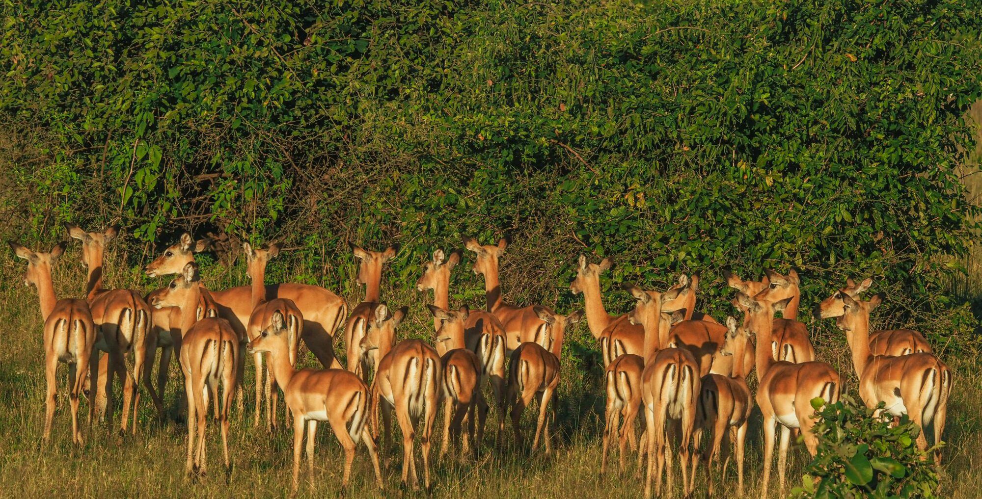 Serengeti National Park, Tanzania - Lesly Derksen - unsplash