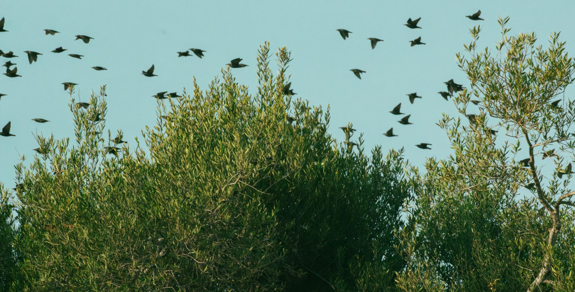 A flock of birds flying over olive trees, Tunisia - Mohamed Fsili - unsplash