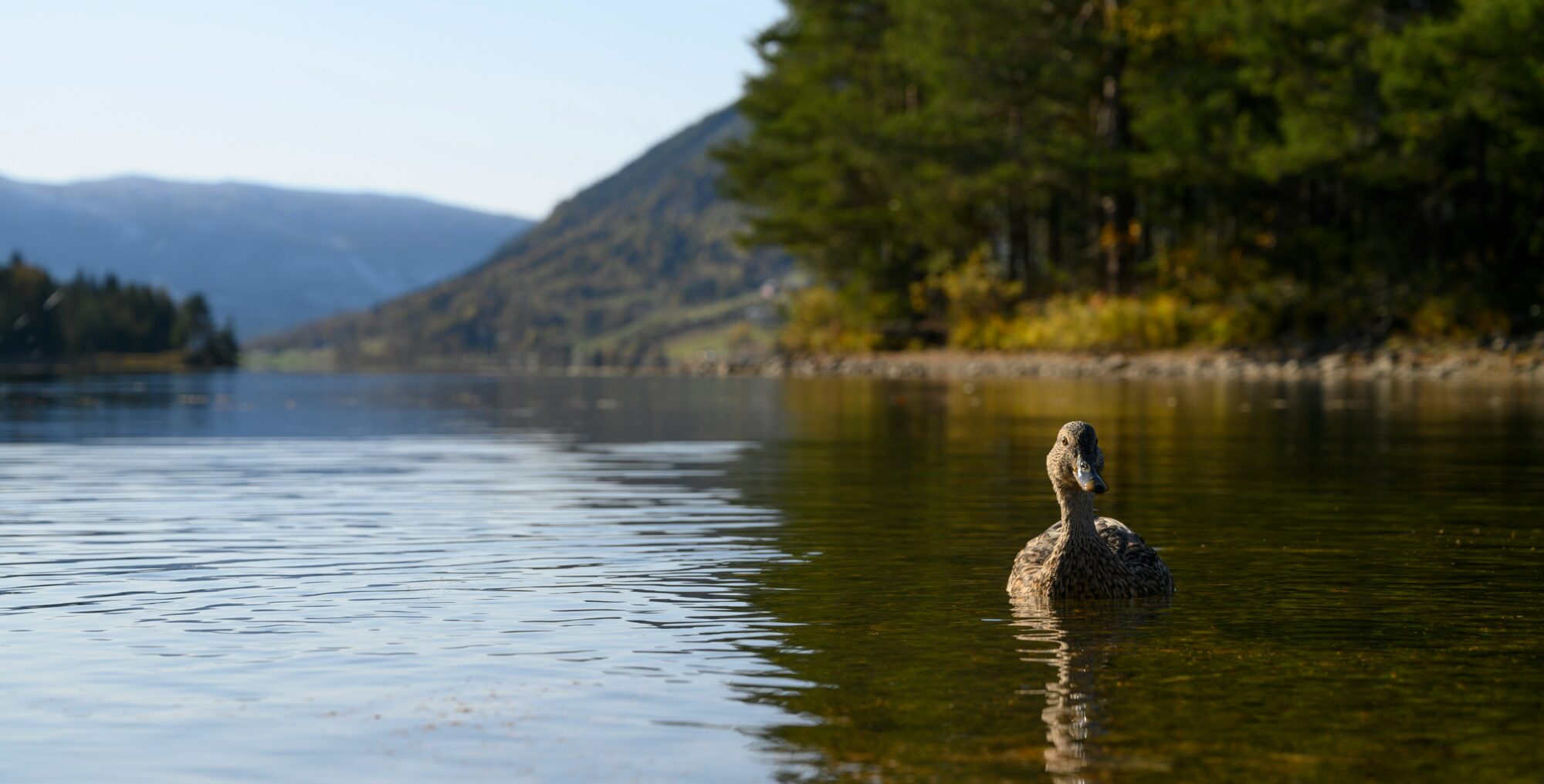 A duck in Hallingdal river - Trond Sjemmedal - unsplash