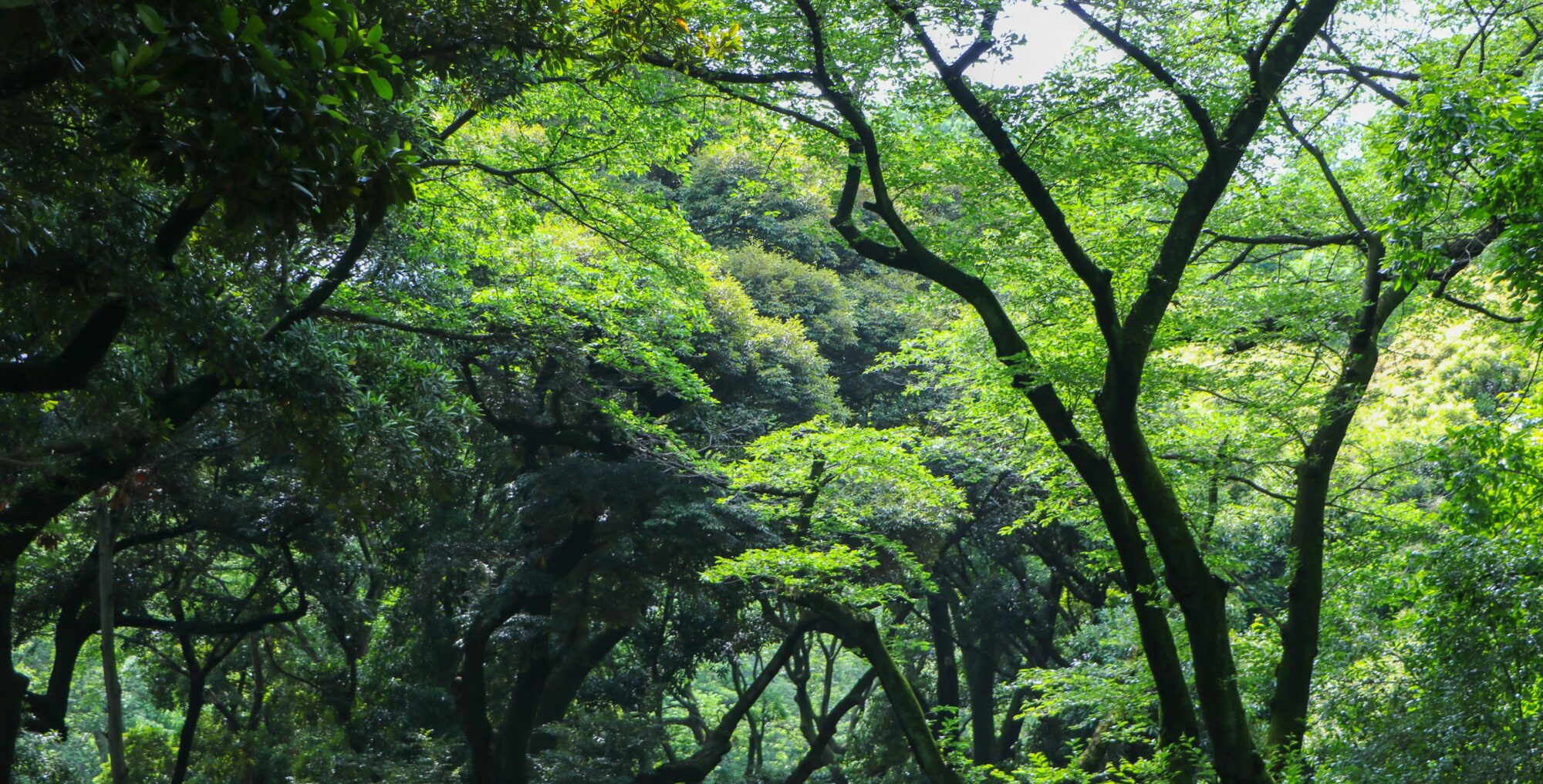 Forest, Shinjuku Gyoen - Utakaha - unsplash